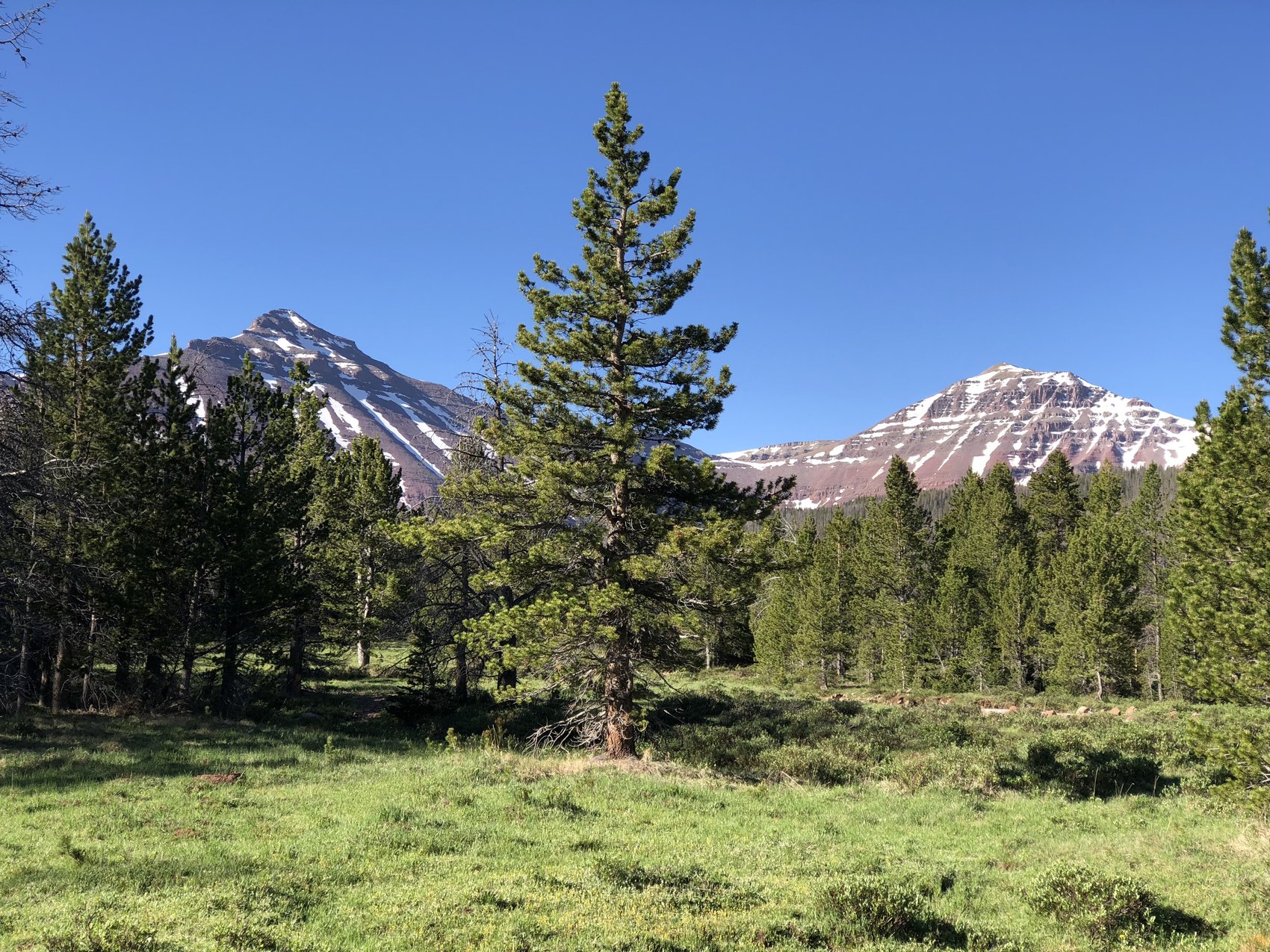 High Meadow Pines, meadow and pines below distant mountain ridges